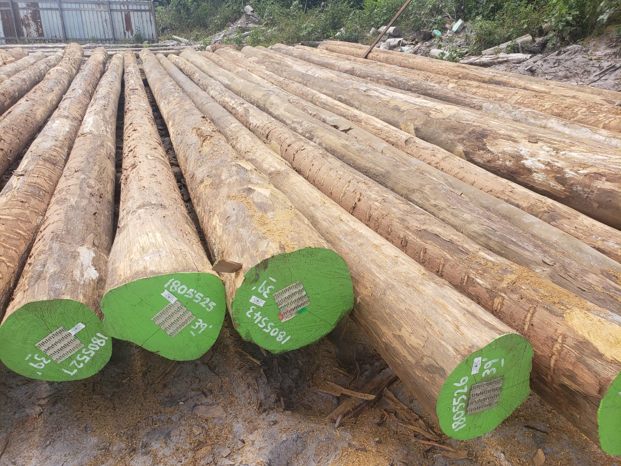 Greenheart piles laid out in Green Line's yard, with marked green ends